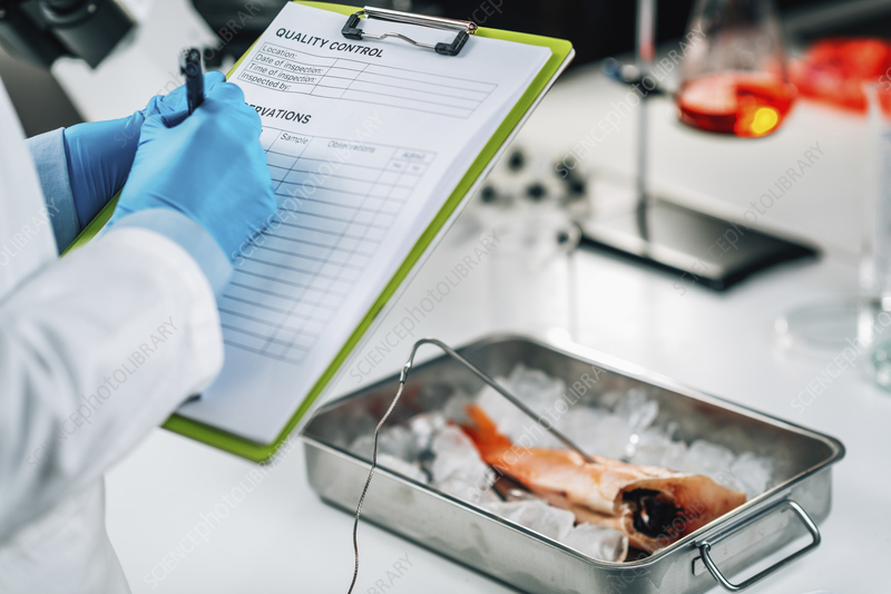 Akvaris Quality control inspector testing fish
